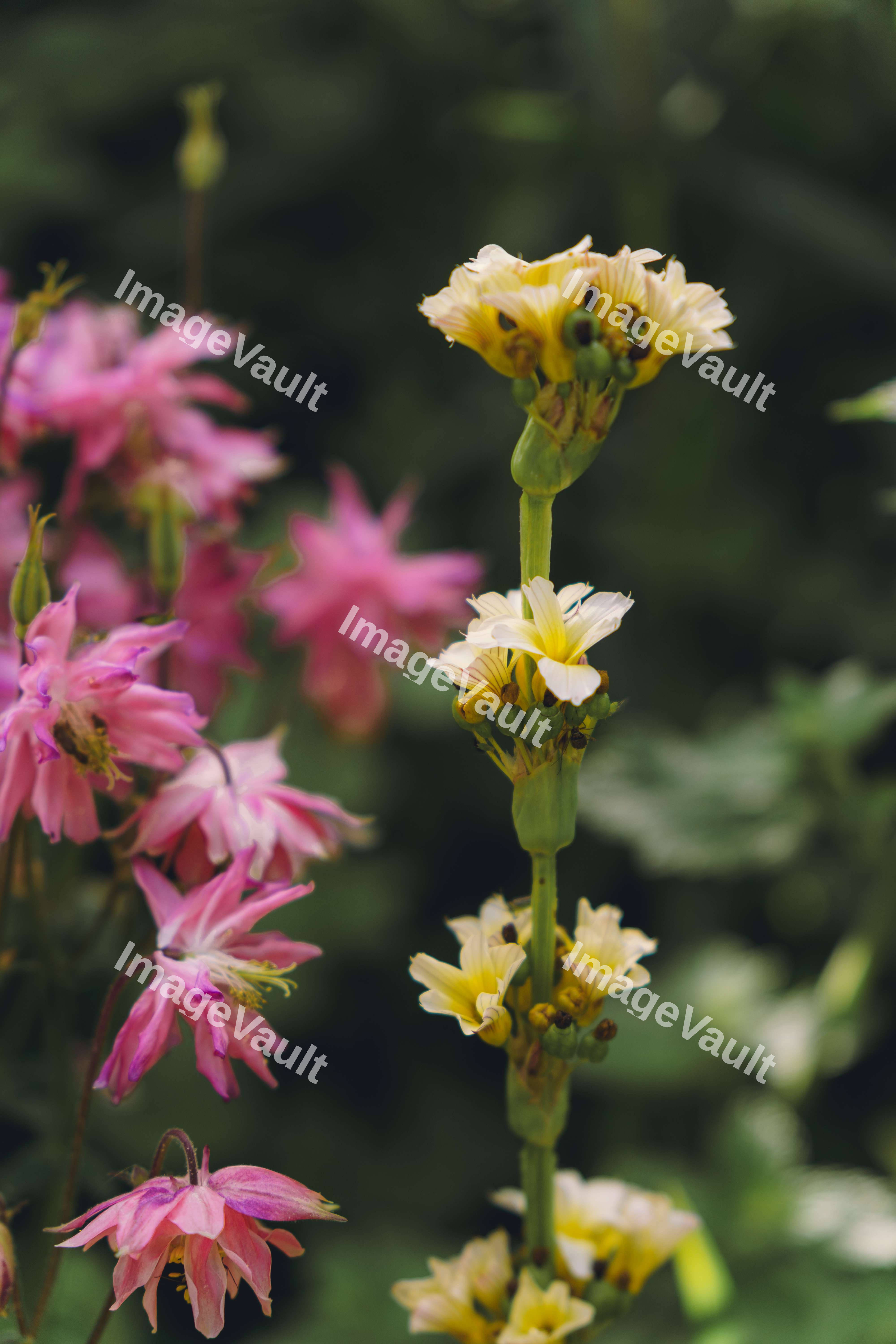Sisyrinchium With Company